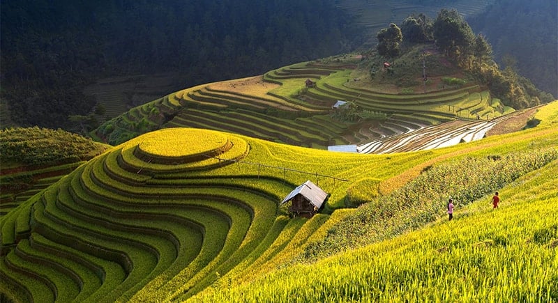 Cultural festival highlights Mu Cang Chai terraced fields - Vietnam travel